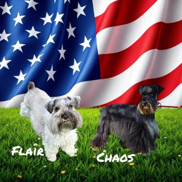 Miniature Schnauzer puppies houston