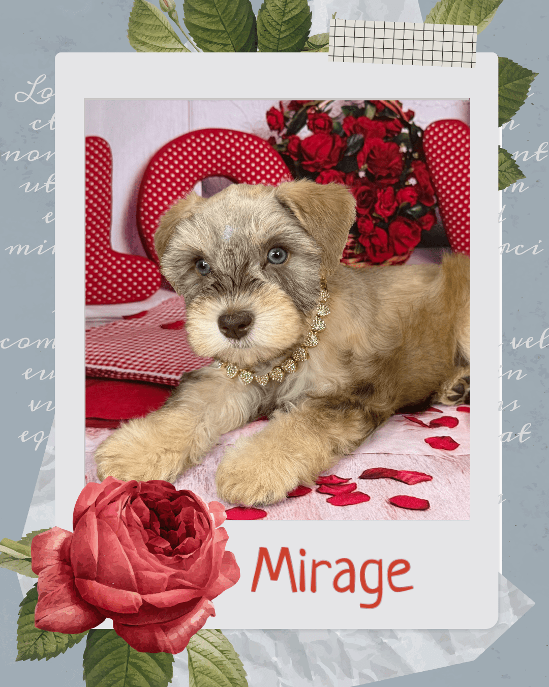 schnauzer breeder houston