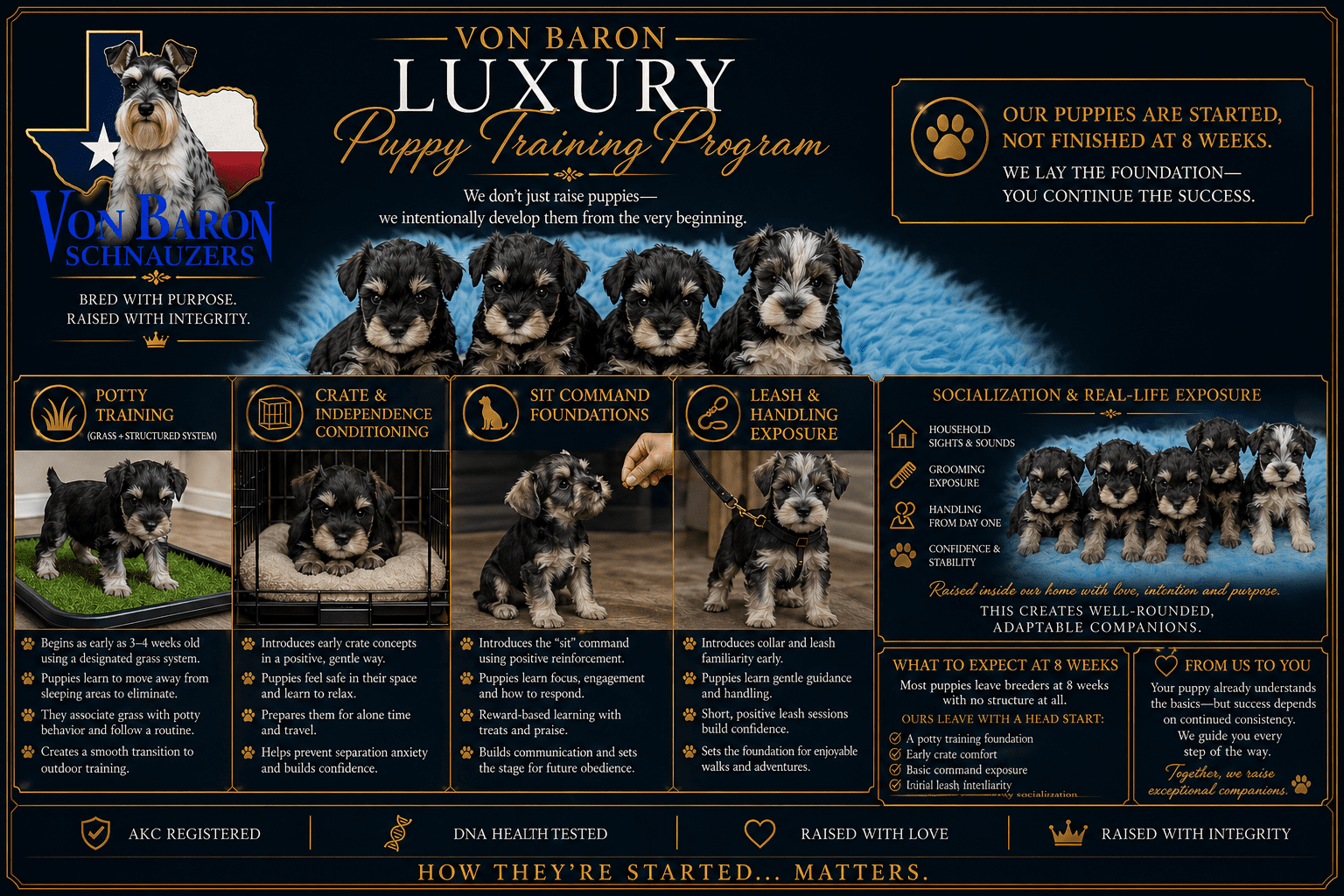 Schnauzer training program