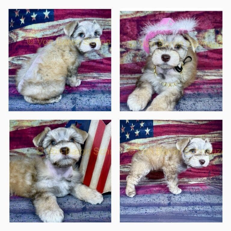 wheaten schnauzer puppy houston