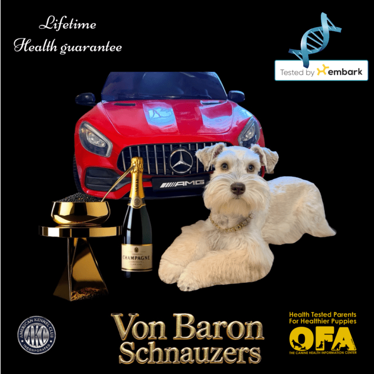 FAQ miniature schnauzer Lifetime genetic health guarantee miniature schnauzer puppy
