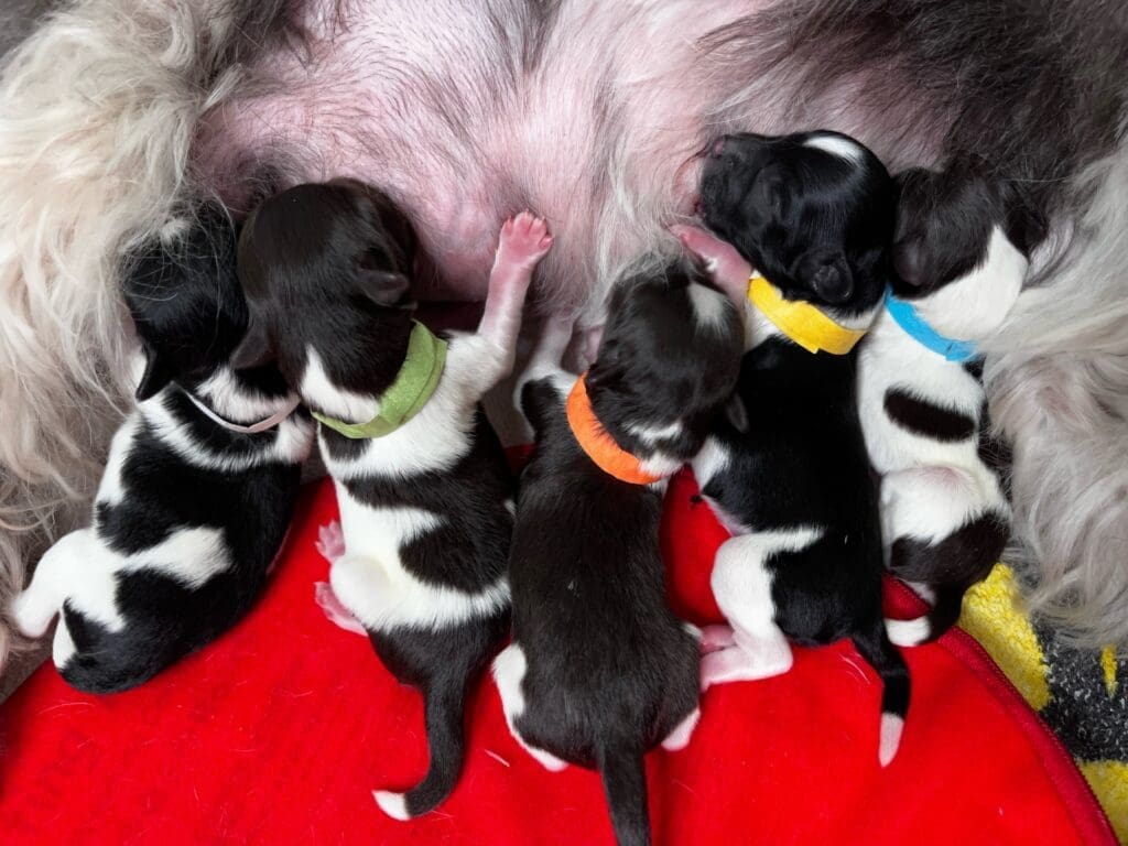 Miniature Schnauzer litter