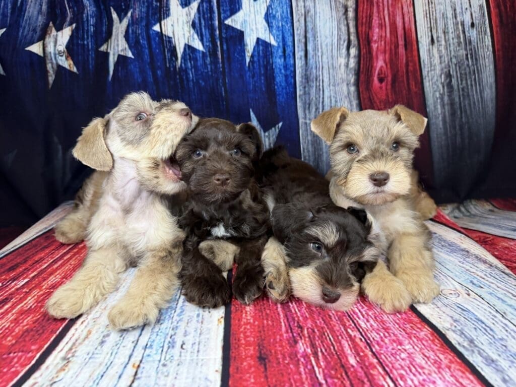 Miniature Schnauzer puppies for sale: Houston