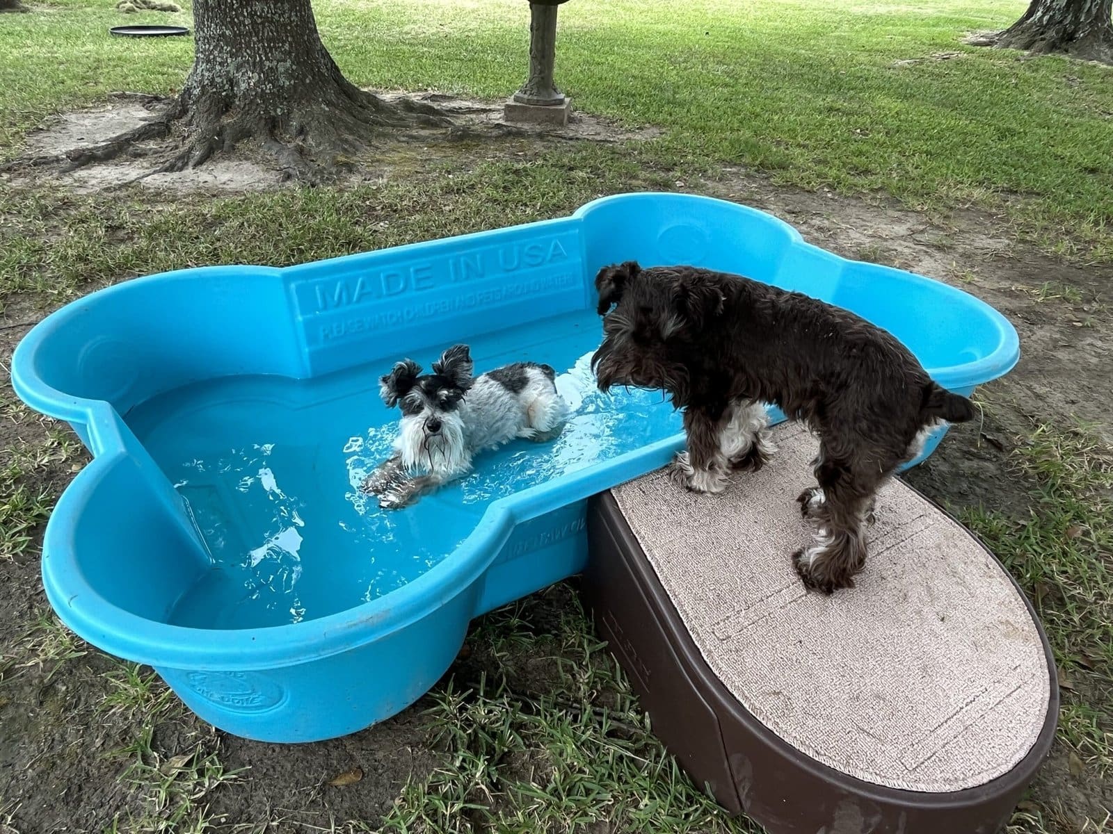 schnauzer texas heat