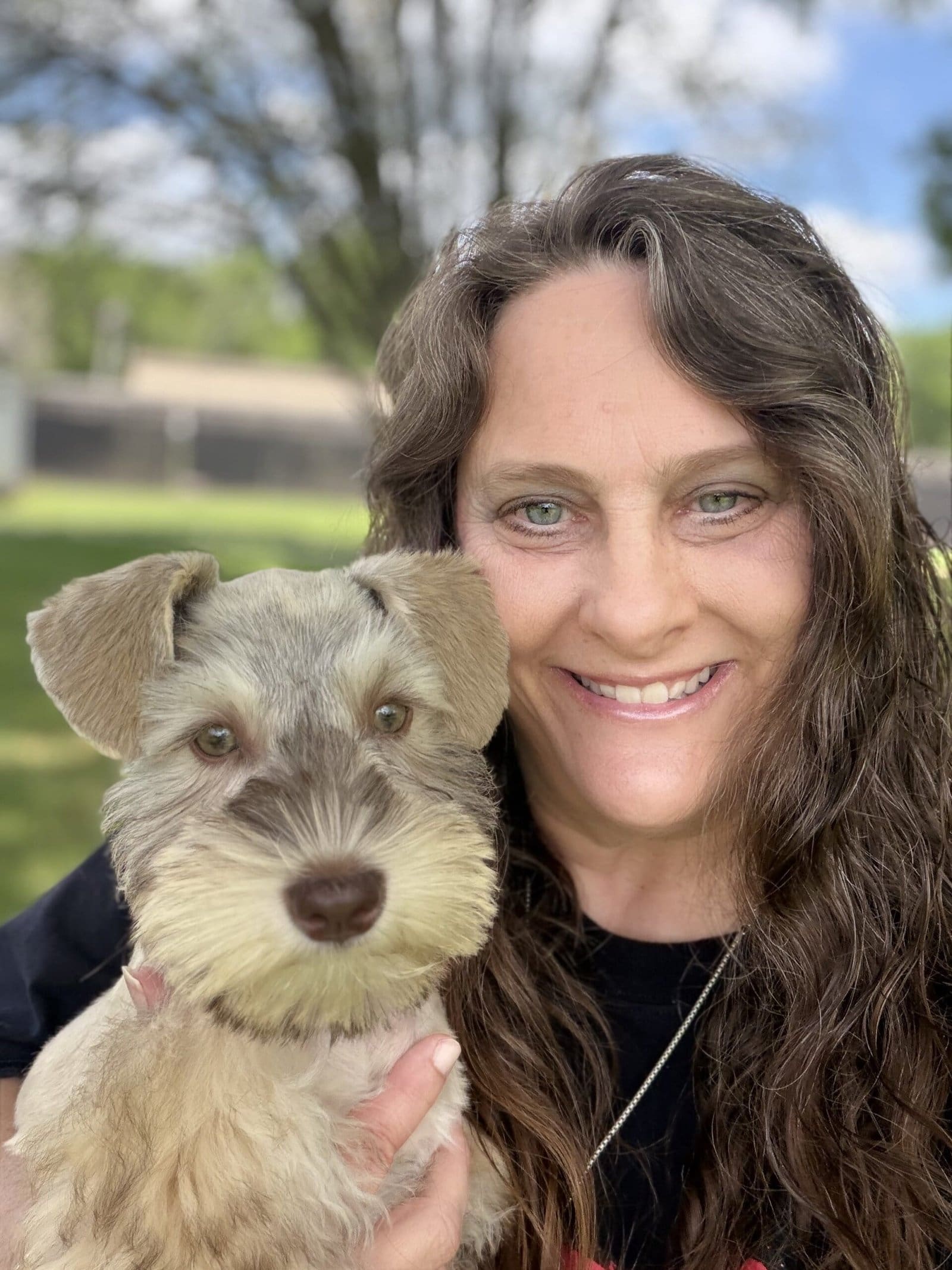 purchase information miniature schnauzers