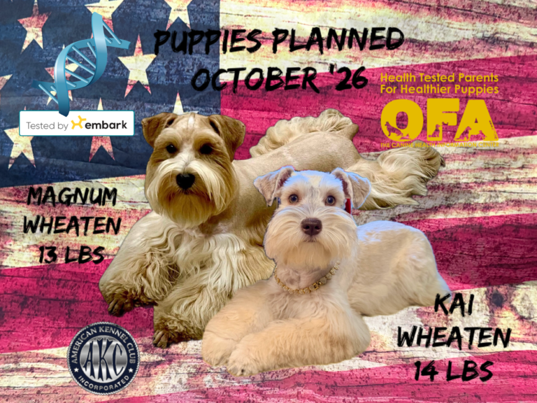 Von Baron schnauzer breeder tx