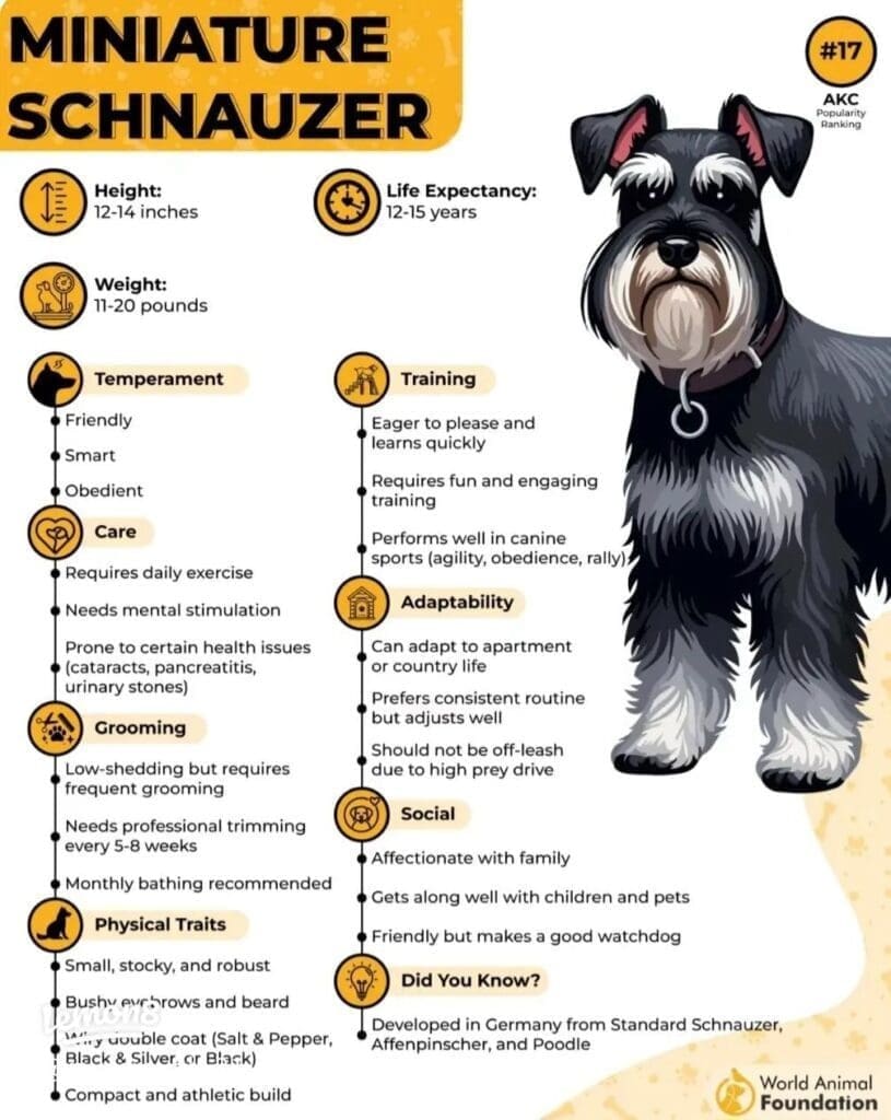 schnauzer growth chart