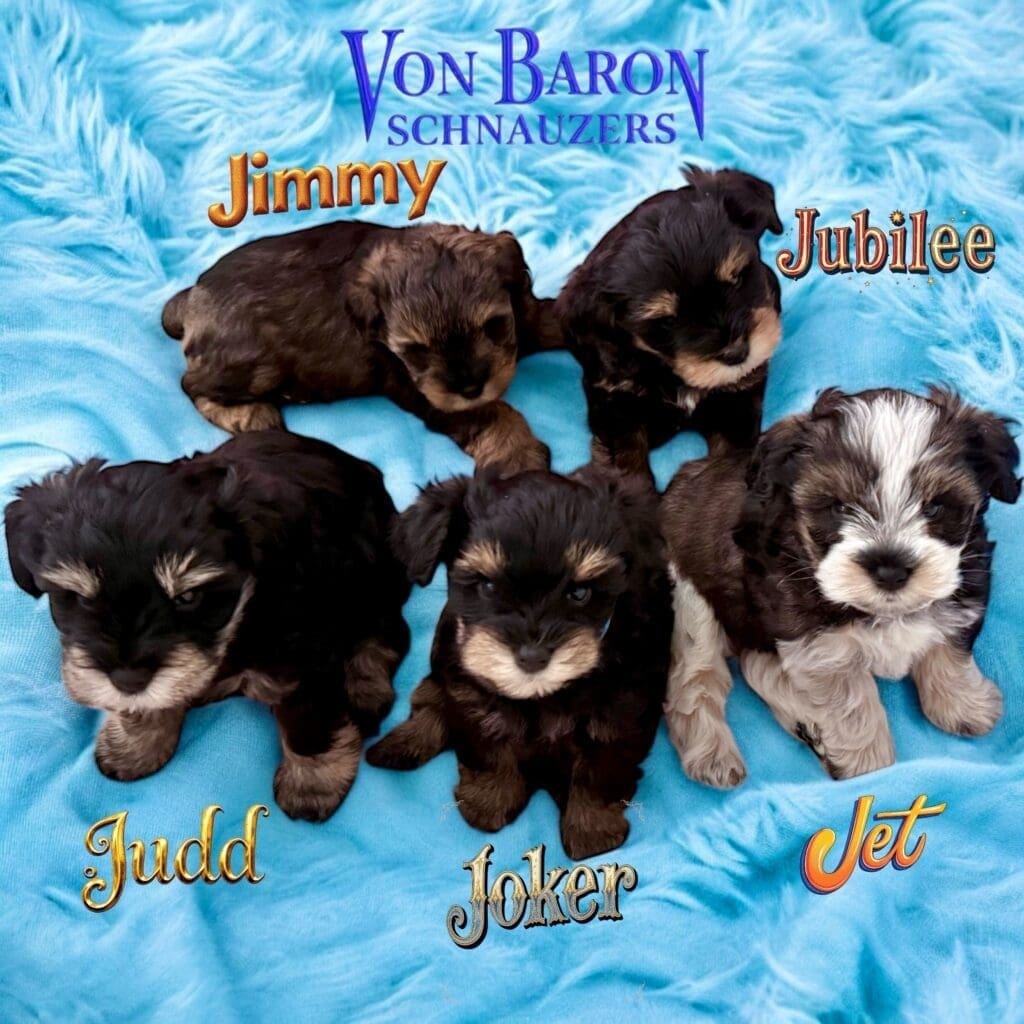Liver pepper schnauzer puppies