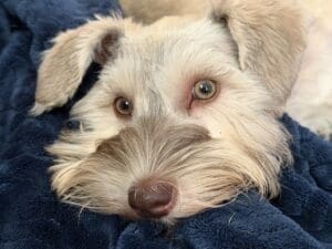 green eyed schnauzer