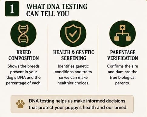 why dna test schnauzers 