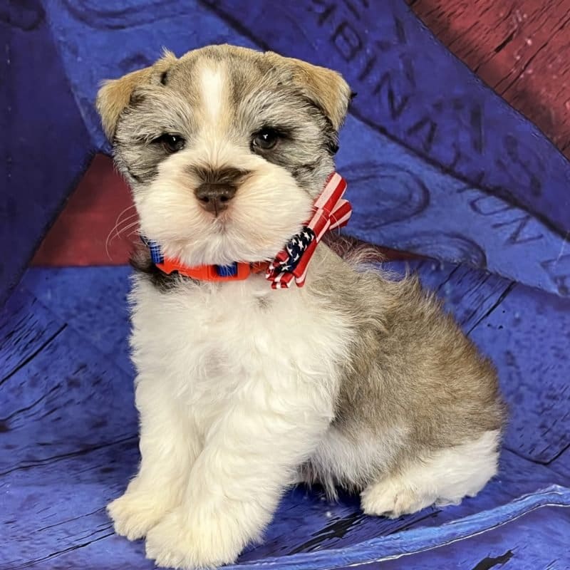 Hansel Miniature Schnauzer puppies