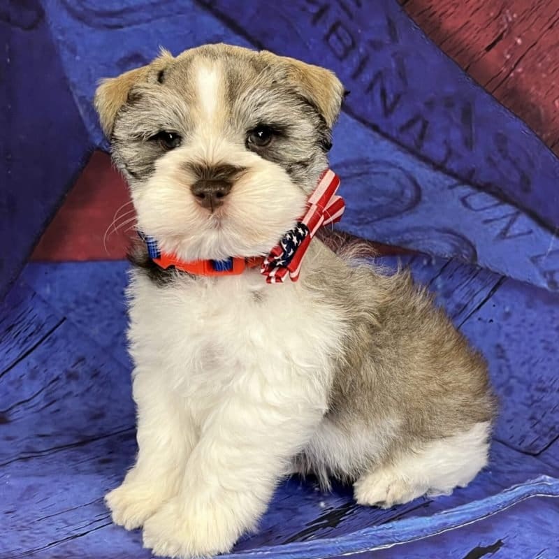 Miniature Schnauzer puppies
