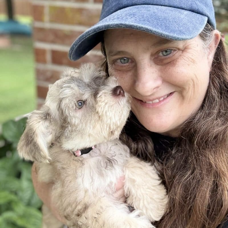 AKC miniature schnauzer breeder