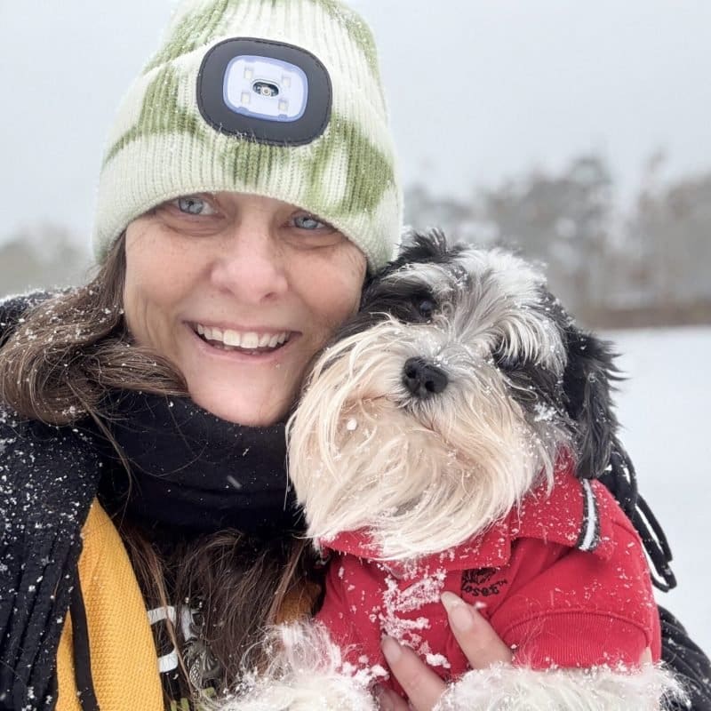 schnauzers hypoallergenic