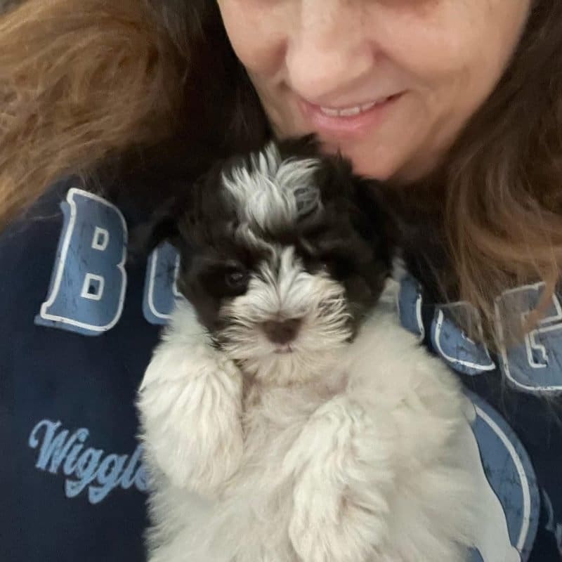 schnauzer puppies for sale in Texas