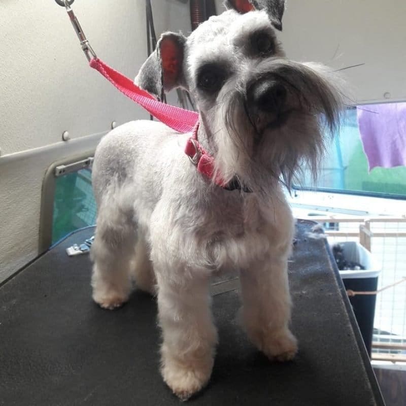 grooming salt and pepper schnauzer