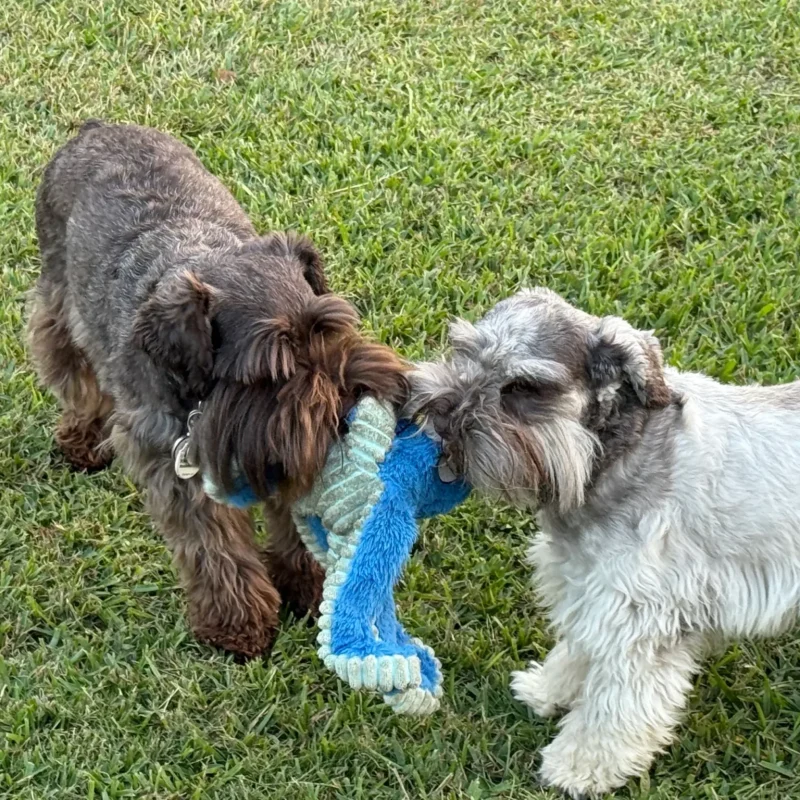Miniature Schnauzers playing