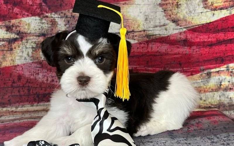 Miniature Schnauzer parti puppy graduation