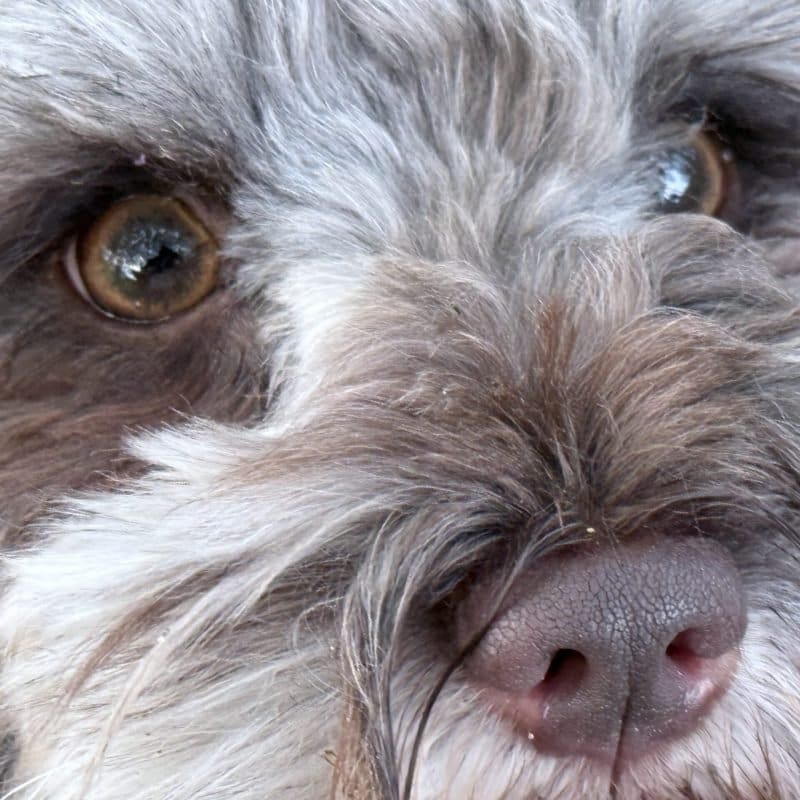 Miniature Schnauzer health problems